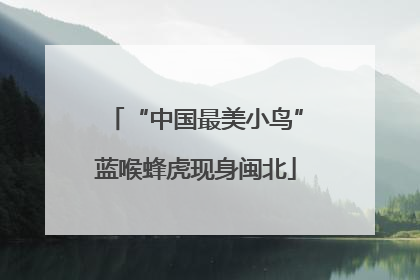 “中国最美小鸟”蓝喉蜂虎现身闽北
