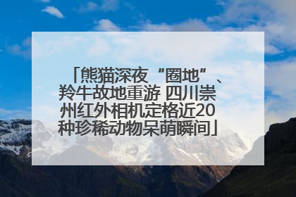 熊猫深夜“圈地”、羚牛故地重游 四川崇州红外相机定格近20种珍稀动物呆萌瞬间