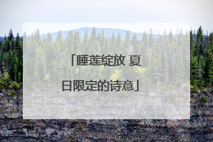 睡莲绽放 夏日限定的诗意