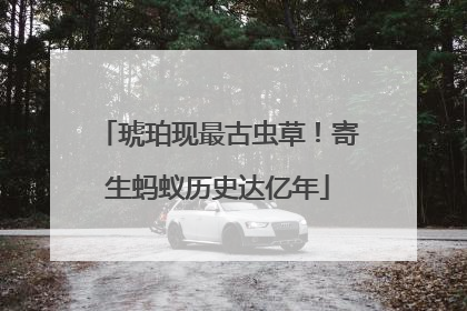 琥珀现最古虫草！寄生蚂蚁历史达亿年
