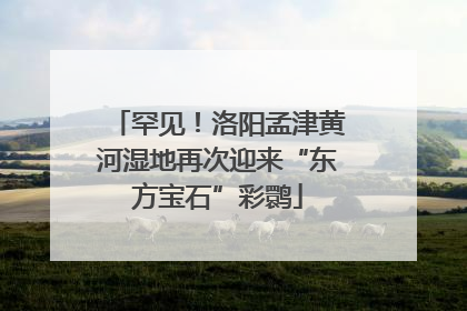 罕见！洛阳孟津黄河湿地再次迎来“东方宝石”彩鹮