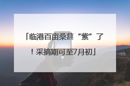 临港百亩桑葚“紫”了！采摘期可至7月初