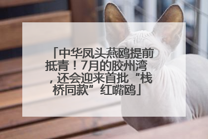 中华凤头燕鸥提前抵青！7月的胶州湾，还会迎来首批“栈桥同款”红嘴鸥