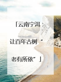云南宁洱：让百年古树“老有所依”