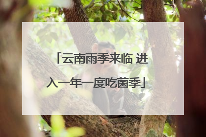 云南雨季来临 进入一年一度吃菌季