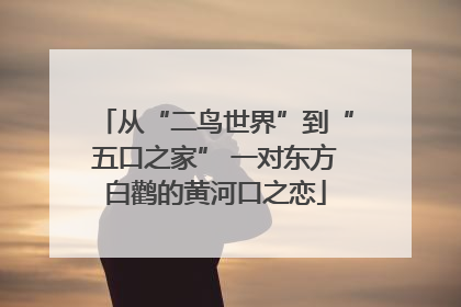 从“二鸟世界”到“五口之家” 一对东方白鹳的黄河口之恋