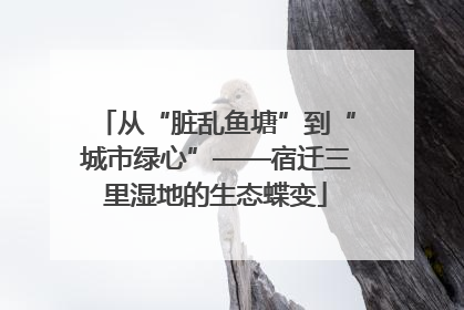 从“脏乱鱼塘”到“城市绿心”——宿迁三里湿地的生态蝶变