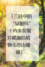 兰科中的“显眼包”！内乡发现珍稀濒危植物毛萼山珊瑚