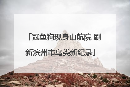 冠鱼狗现身山航院 刷新滨州市鸟类新纪录