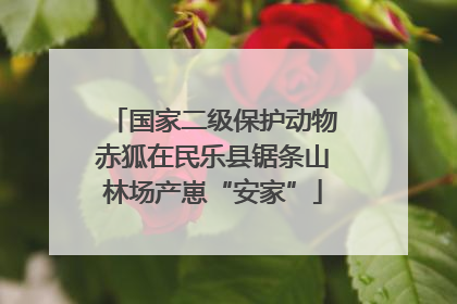 国家二级保护动物赤狐在民乐县锯条山林场产崽“安家”