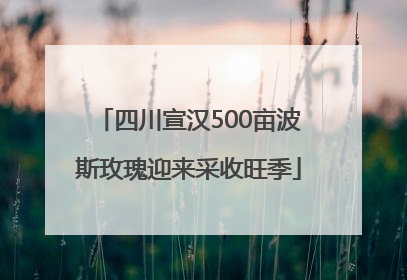 四川宣汉500亩波斯玫瑰迎来采收旺季