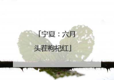 宁夏：六月头茬枸杞红