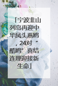 宁波韭山列岛再迎中华凤头燕鸥，24对“酷鸥”喜结连理迎接新生命