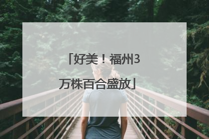 好美！福州3万株百合盛放