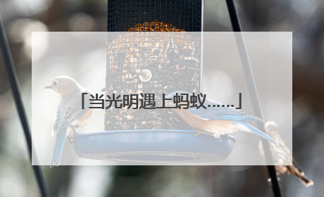 当光明遇上蚂蚁……