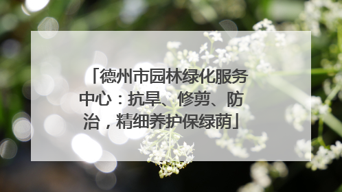 德州市园林绿化服务中心：抗旱、修剪、防治，精细养护保绿荫