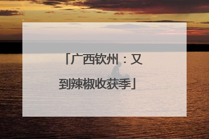 广西钦州：又到辣椒收获季
