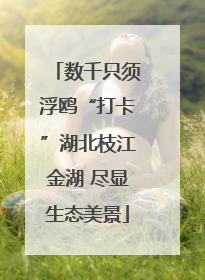 数千只须浮鸥“打卡”湖北枝江金湖 尽显生态美景
