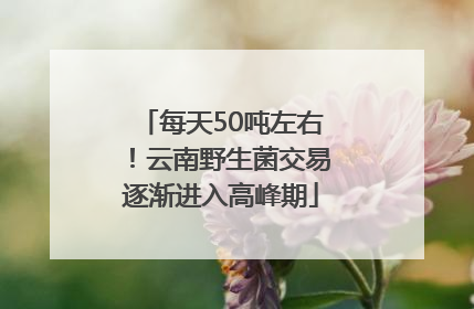 每天50吨左右！云南野生菌交易逐渐进入高峰期