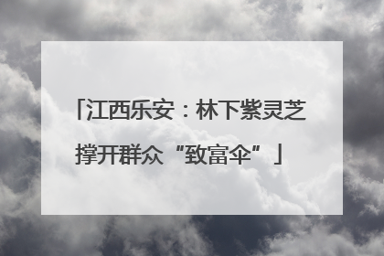 江西乐安：林下紫灵芝撑开群众“致富伞”