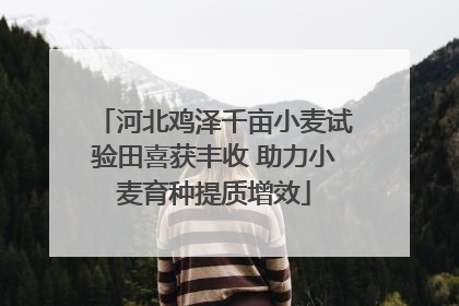 河北鸡泽千亩小麦试验田喜获丰收 助力小麦育种提质增效