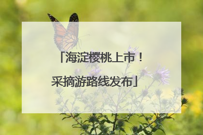 海淀樱桃上市！采摘游路线发布