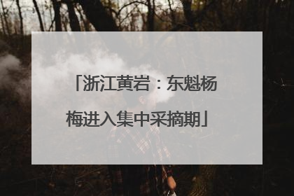 浙江黄岩：东魁杨梅进入集中采摘期