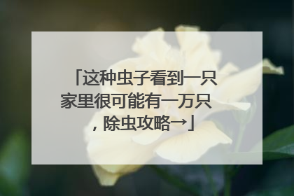 这种虫子看到一只家里很可能有一万只，除虫攻略→
