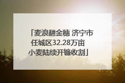 麦浪翻金穗 济宁市任城区32.28万亩小麦陆续开镰收割