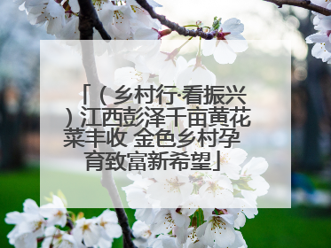 （乡村行·看振兴）江西彭泽千亩黄花菜丰收 金色乡村孕育致富新希望
